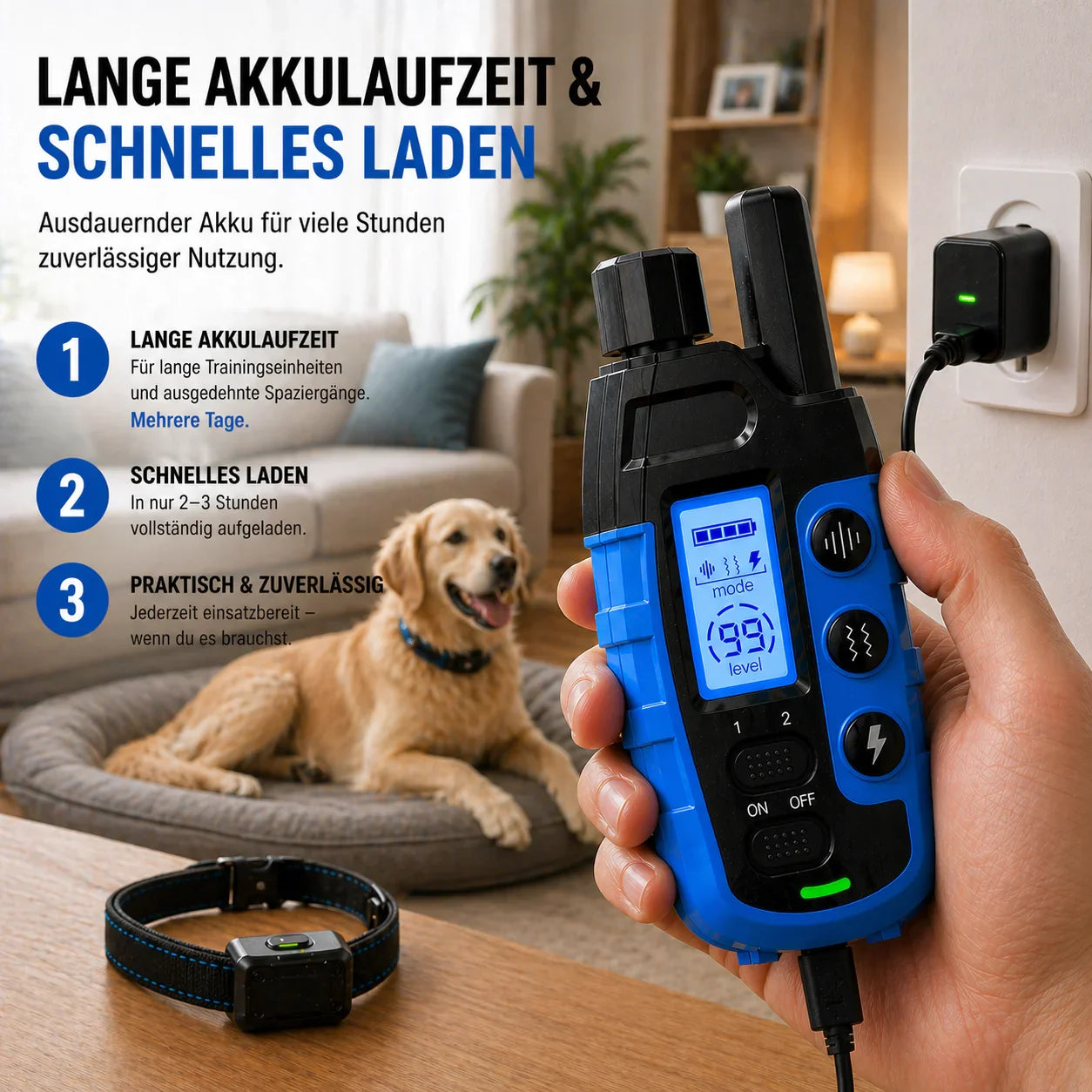 Alpha Hund beim Training mit Fernbedienung